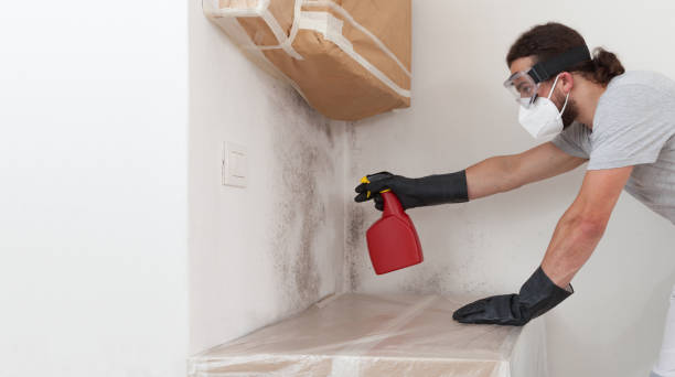 Professional Basement Mold Remediation technician working in Elysburg, PA